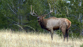 Wild and Wonderful Montana thumbnail