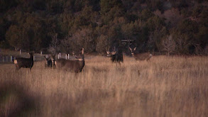 Mule Deer Extravaganza thumbnail