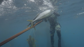 Spearfishing for White Sea Bass thumbnail