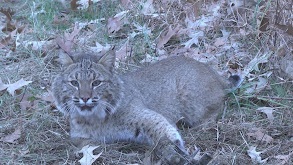 Rocky Branch Predators thumbnail