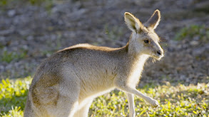 Terri's Wonder Wallaby thumbnail