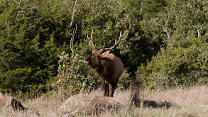 Murderin' Elk thumbnail