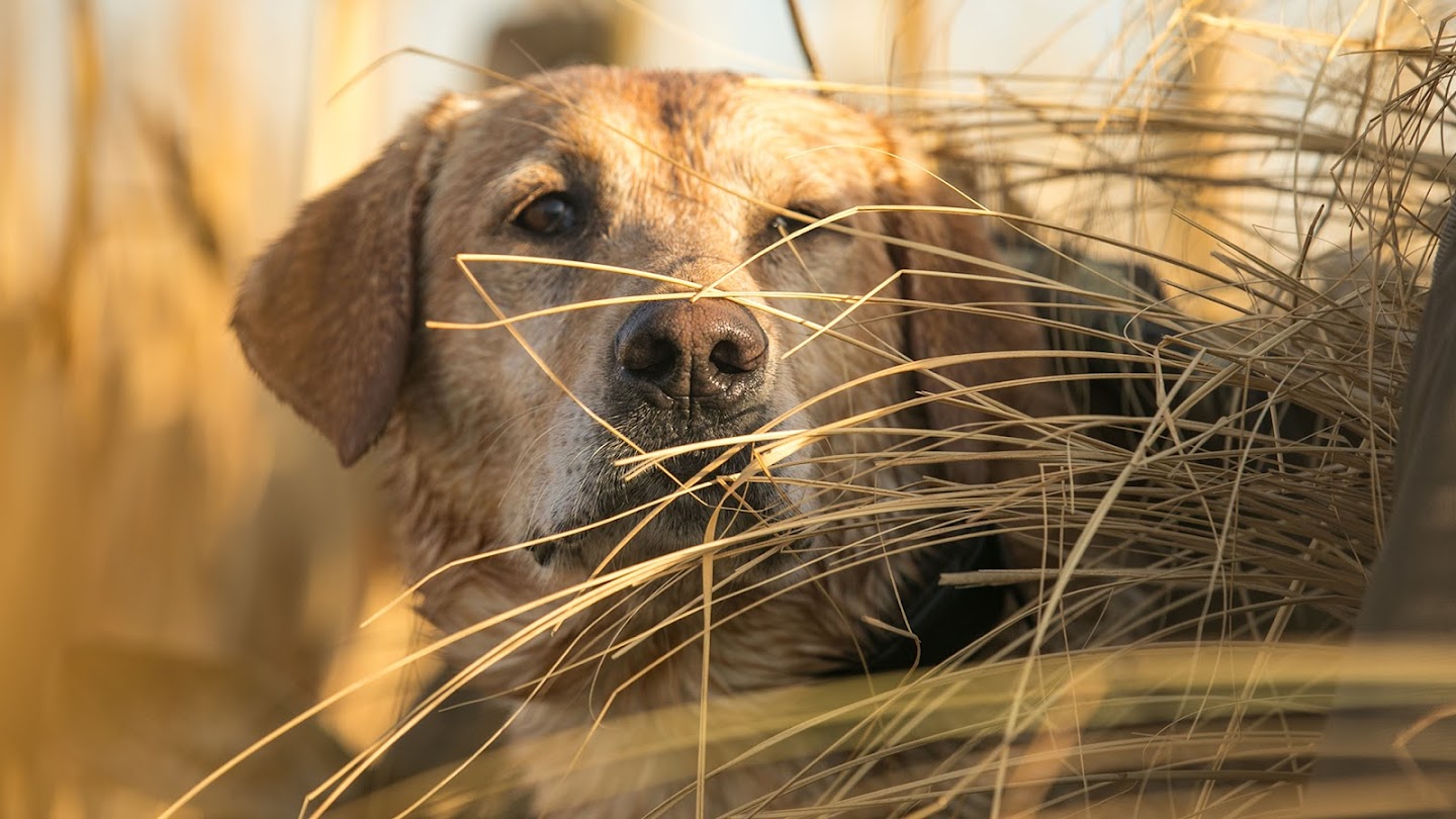 Watch Heartland Waterfowl live