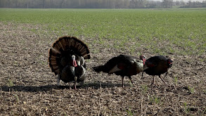 Gobble Gobble thumbnail