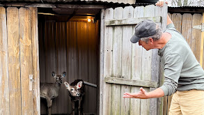 Deer Urine Farmer; Necropsy thumbnail