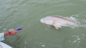 Charleston, SC Redfish Mafia thumbnail