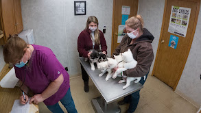 Twenty, Twenty, Twenty Four Puppies to Go! thumbnail