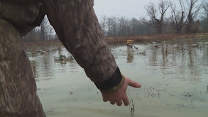 Ducks, Bucks & Dogs thumbnail