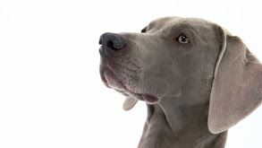 Pug, Weimaraner, Maltese, Soft Coated Wheaten Terrier, Akita thumbnail