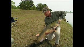 Catfish Predators on the Prowl thumbnail