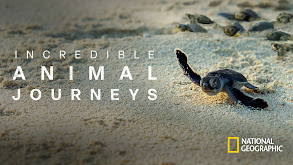 Incredible Animal Journeys thumbnail