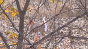 Illinois Whitetail thumbnail