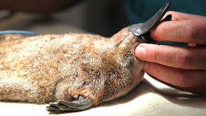 Platypus Emergency thumbnail