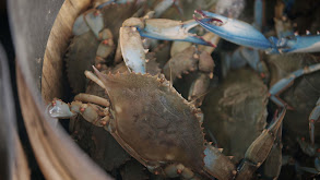 Blue Crabs in Maryland thumbnail