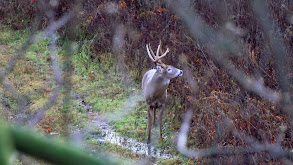 What Whitetails Teach Us thumbnail