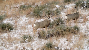 Nebraska Last Minute Buck thumbnail