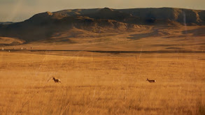 Preserving the Pronghorn thumbnail