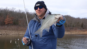 Live Sonar White Bass thumbnail