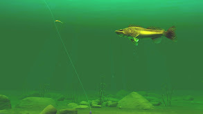 Drop Shot Walleyes thumbnail