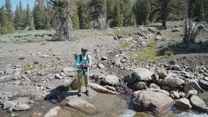 High Mountain Golden Trout thumbnail