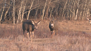 Black Antlered Kings thumbnail