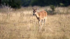 Spotted In Hill Country 2 thumbnail