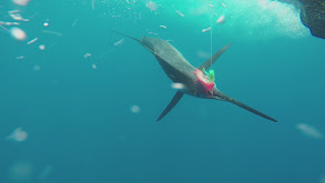 Costa Rican Billfish at Crocodile Bay thumbnail