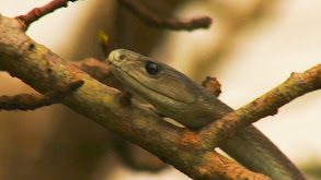 Africa's Most Dangerous Snakes thumbnail