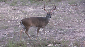 Mesquite bucks part2 thumbnail