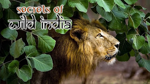 Secrets of Wild India thumbnail