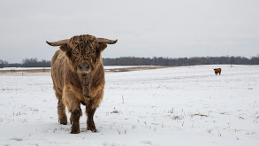 Walking in a Winter Pol-ar Land thumbnail