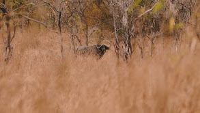 Mozambique Black Death thumbnail