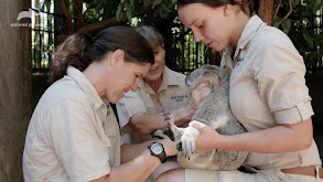 Wrangling the Rattlesnake thumbnail