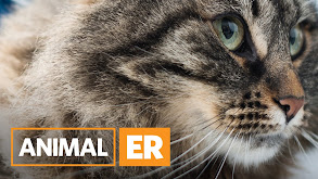 Animal ER thumbnail