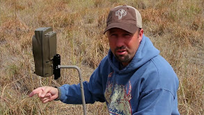 Colorado Whitetail thumbnail