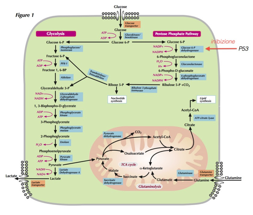 Pentose Pathway Related Keywords - Pentose Pathway Long ...