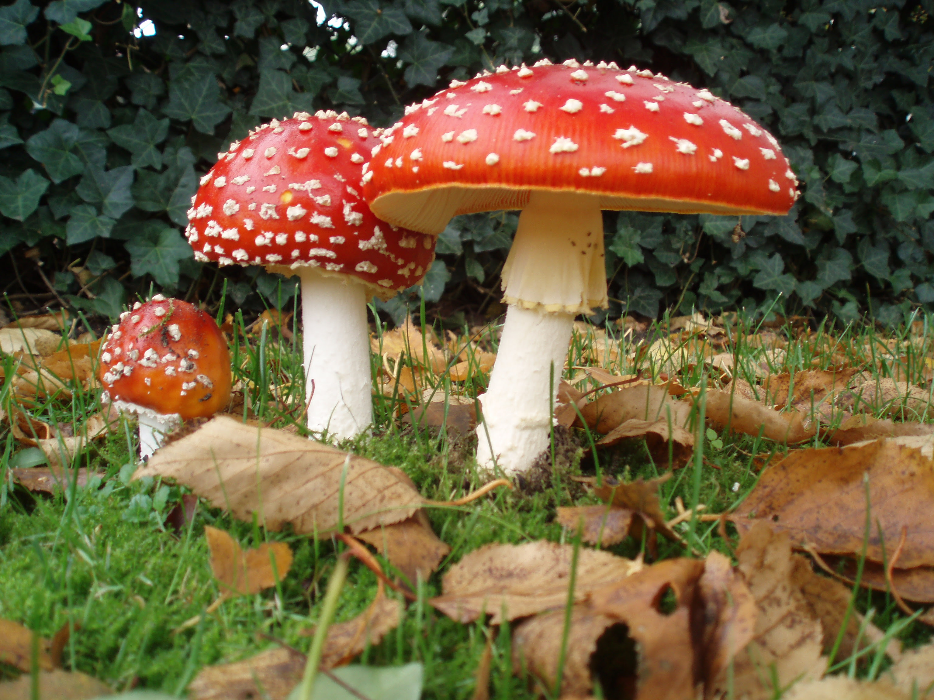 http://upload.wikimedia.org/wikipedia/commons/3/32/Amanita_muscaria_3_vliegenzwammen_op_rij.jpg