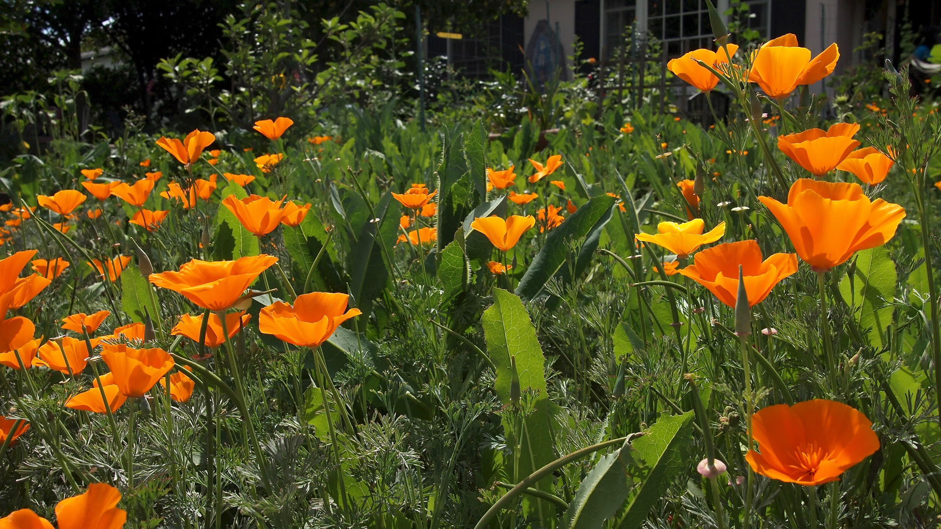 Free "California Poppies" Computer, Tablet and Smartphone ...