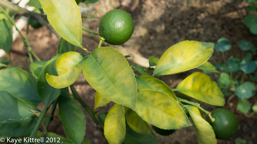 My Little Lemon Tree Late Bloomer Show Late Bloomer Show