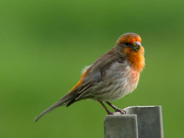 Orange House Finch