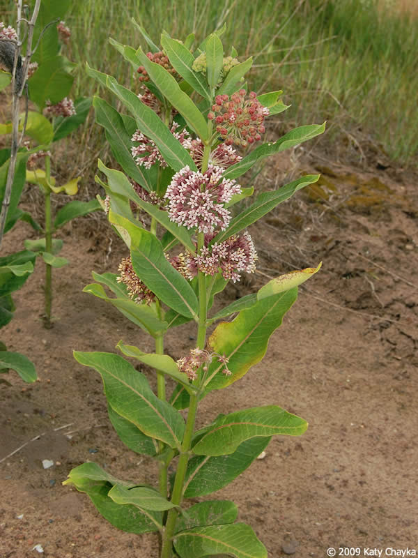 pics Show Me A Picture Of Milkweed minnesota wildflowers