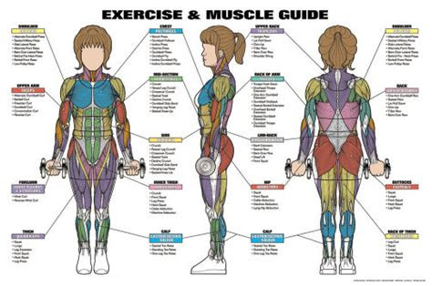 womens exercise  muscle guide fitness workout anatomy