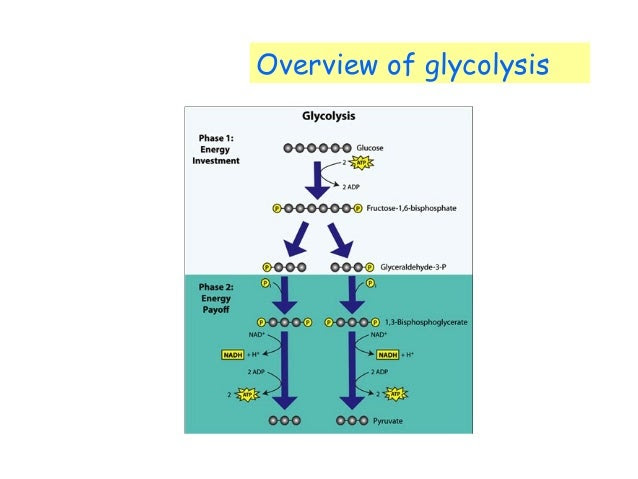 Glycolysis Simplified - Bing images