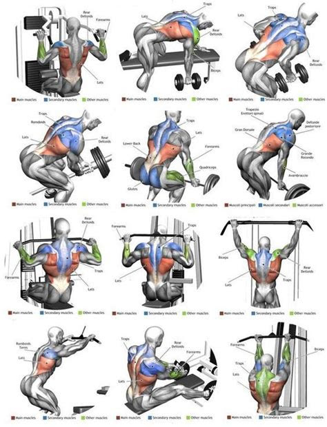 top  exercise  massive  anatomy gym workouts