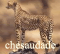 chesaudade