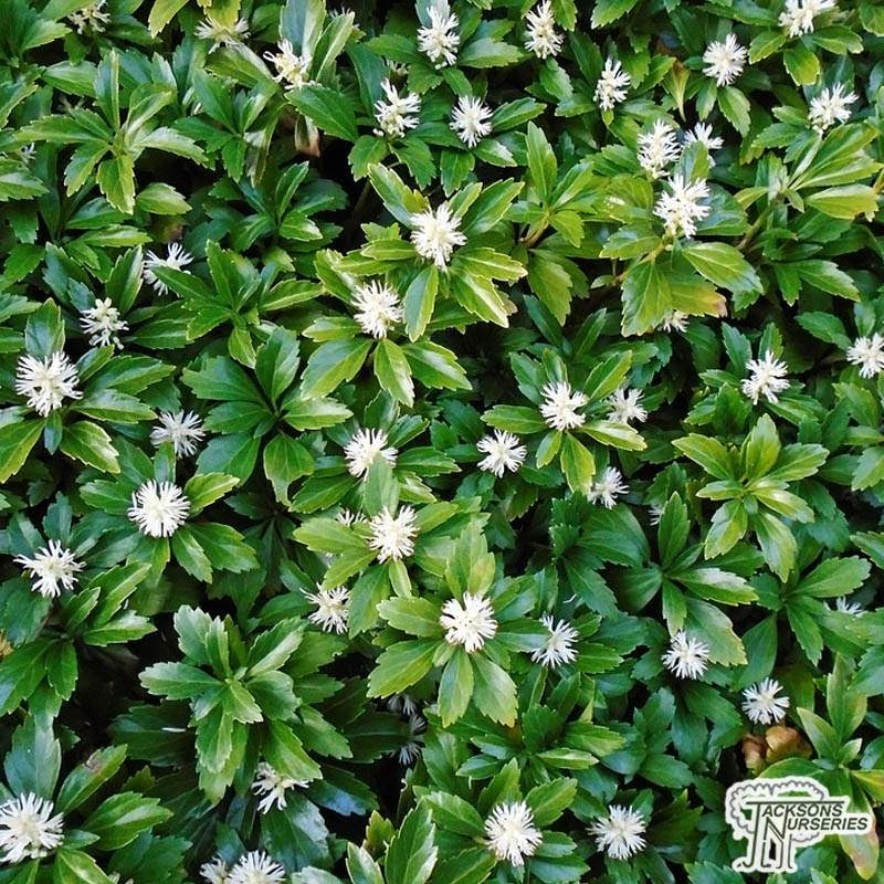 Image of Pachysandra