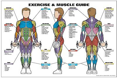 exercise  muscle guide male fitness chart  ed