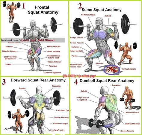 gym anatomy  images  pinterest workouts