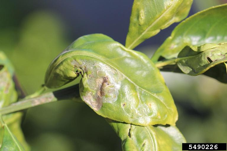 Citrus Diseases Texas Plant Disease Handbook