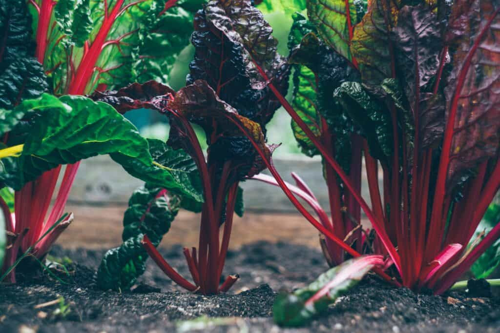 Food Garden Rows